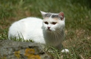 BRITISH SHORTHAIR 067